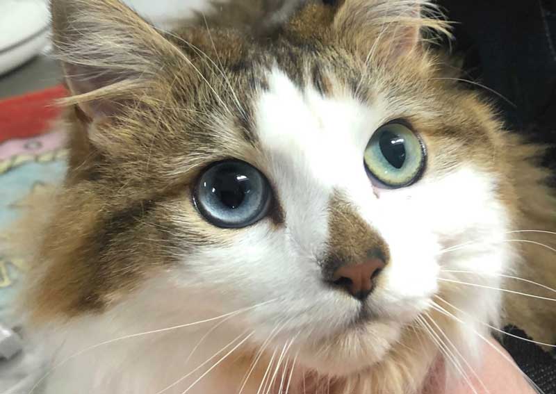 Carousel Slide 4: Cat veterinary care