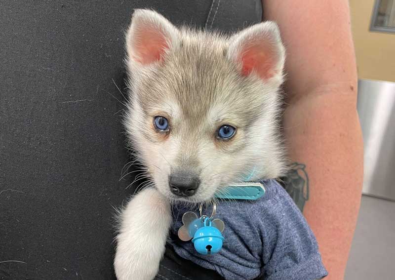 Carousel Slide 3: Pet boarding services