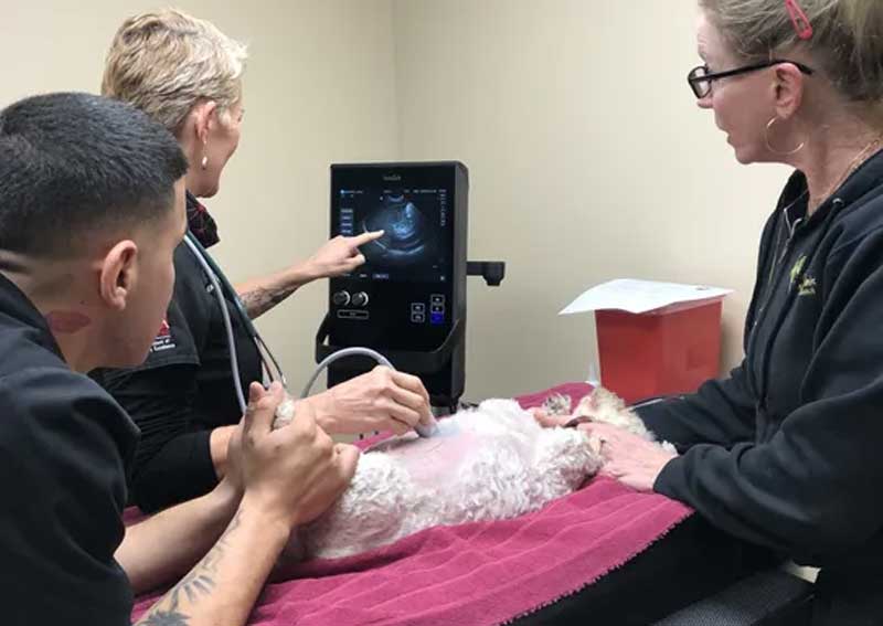 Carousel Slide 6: Veterinary ultrasounds