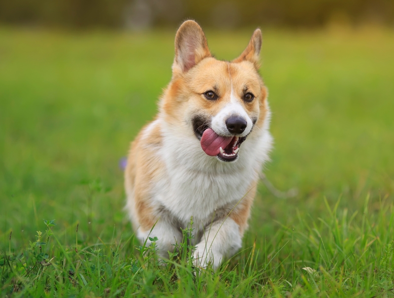 Redondo Beach Pet Hospital