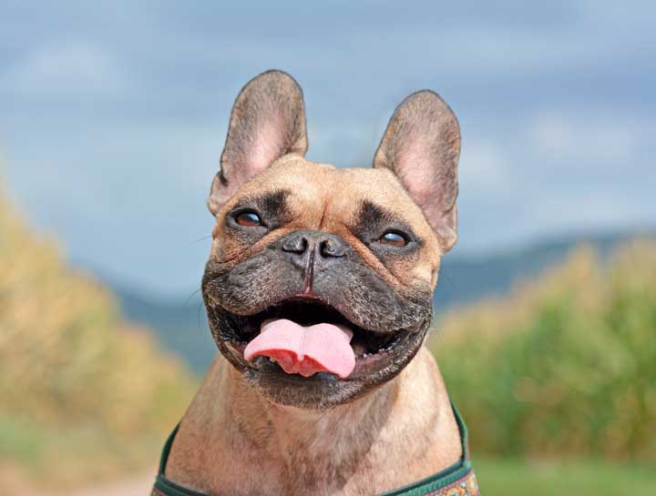 Tight Nostrils & Elongated Soft Palate Surgery - French Bulldog